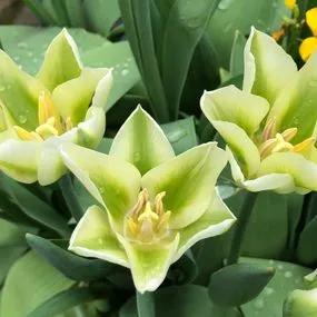 Spring Green Tulip (Tulipa Spring Green) Img 3